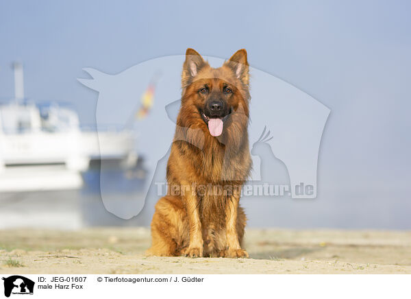 male Harz Fox / JEG-01607