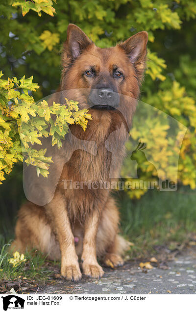 male Harz Fox / JEG-01609