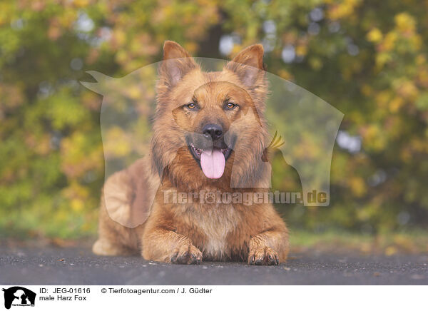 male Harz Fox / JEG-01616
