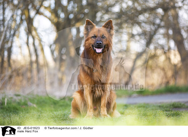 male Harz Fox / JEG-01623