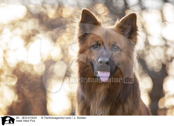 male Harz Fox / JEG-01624