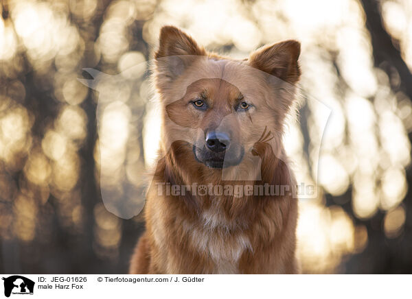 male Harz Fox / JEG-01626