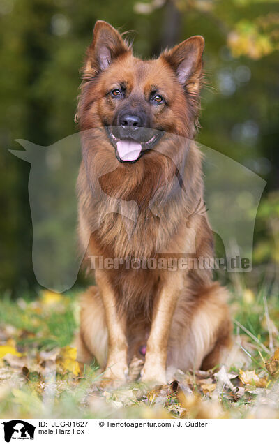 male Harz Fox / JEG-01627