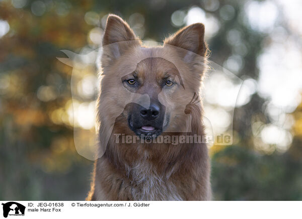 male Harz Fox / JEG-01638