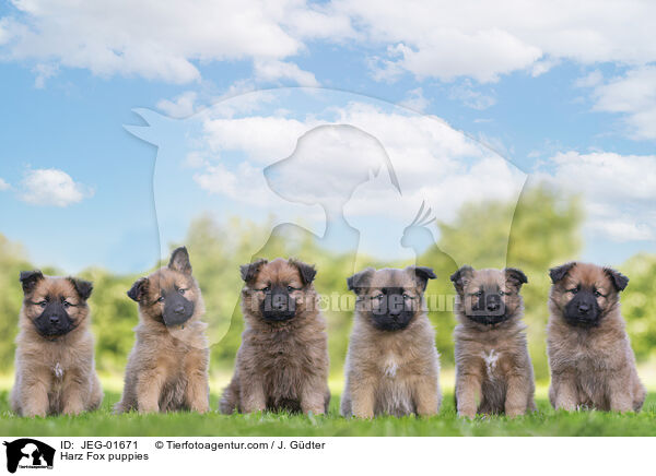 Harz Fox puppies / JEG-01671