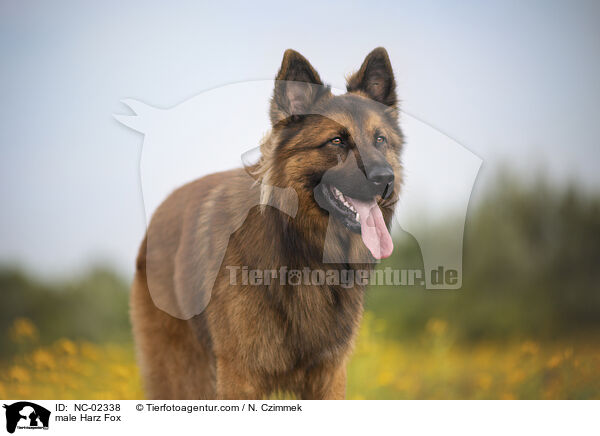male Harz Fox / NC-02338
