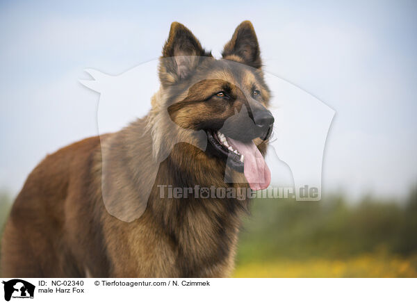 male Harz Fox / NC-02340