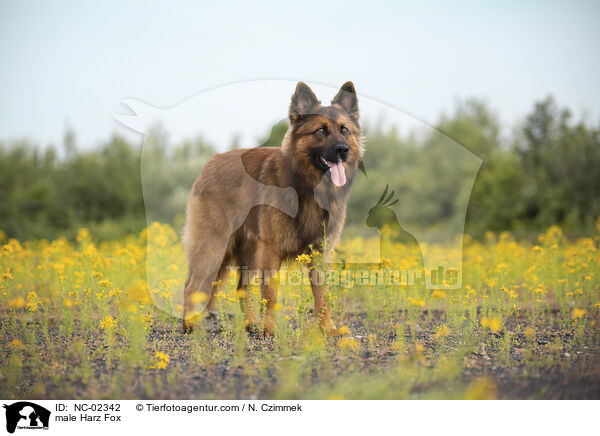 male Harz Fox / NC-02342