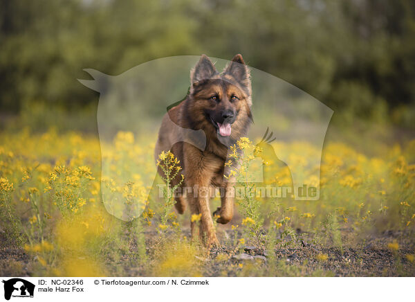 male Harz Fox / NC-02346