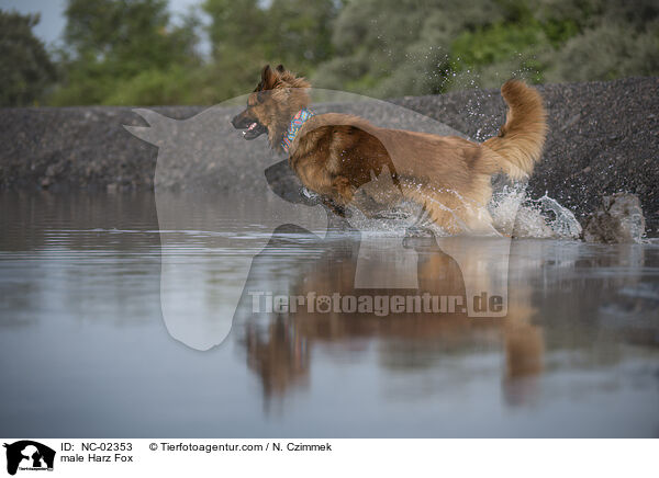 male Harz Fox / NC-02353