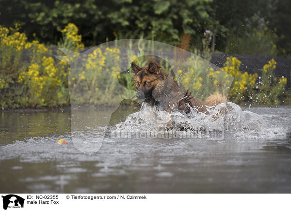 male Harz Fox / NC-02355