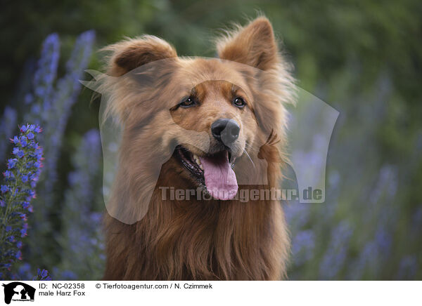 male Harz Fox / NC-02358