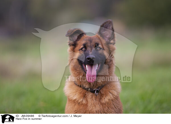 Harz Fox in summer / JM-09486