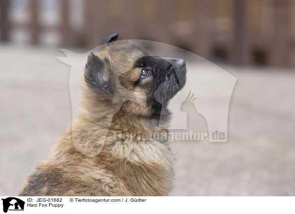 Harz Fox Puppy / JEG-01682