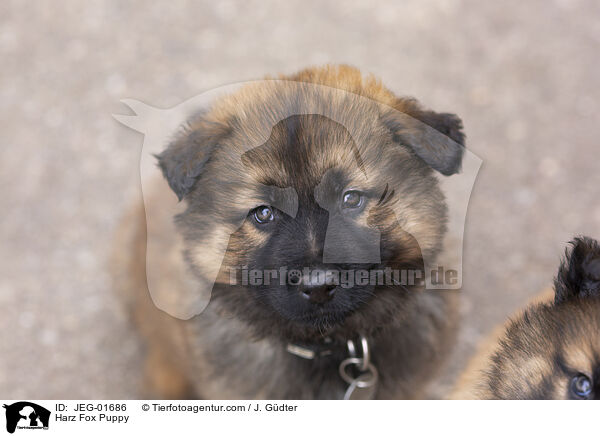 Harz Fox Puppy / JEG-01686