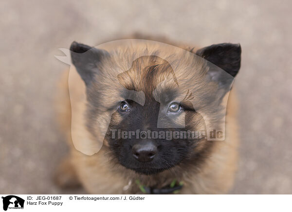 Harz Fox Puppy / JEG-01687