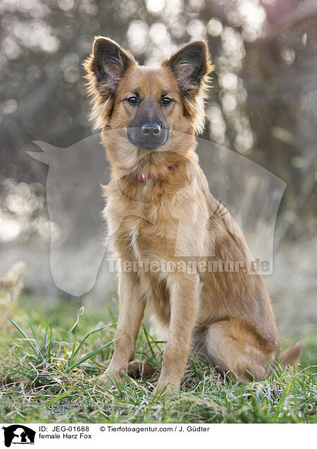 female Harz Fox / JEG-01688