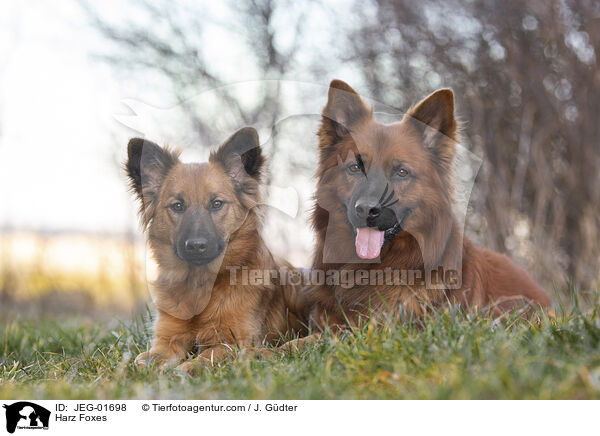 Harz Foxes / JEG-01698
