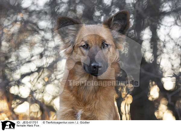 female Harz Fox / JEG-01701
