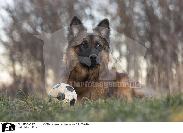 Harzer Fuchs Rde / male Harz Fox / JEG-01711