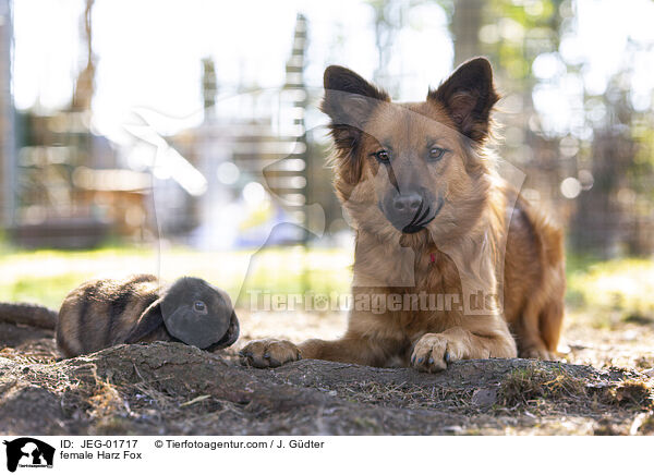 female Harz Fox / JEG-01717