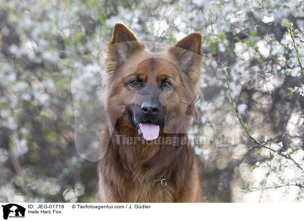 male Harz Fox / JEG-01718