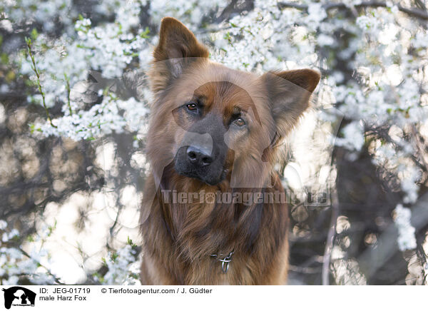 male Harz Fox / JEG-01719