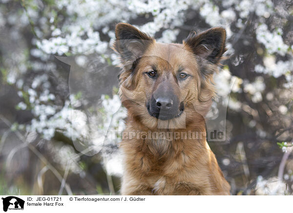 female Harz Fox / JEG-01721