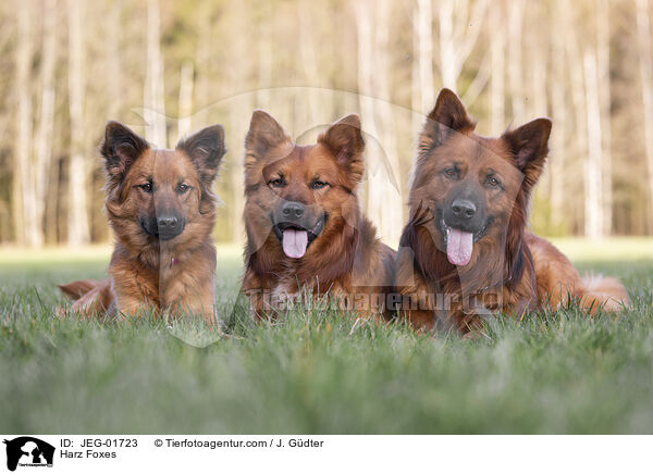 Harz Foxes / JEG-01723