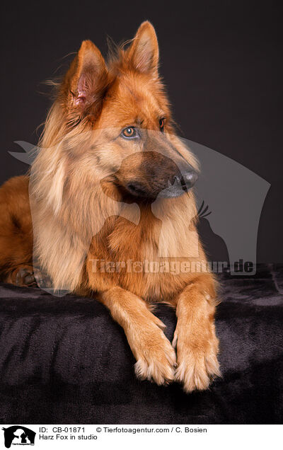 Harz Fox in studio / CB-01871