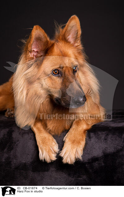 Harz Fox in studio / CB-01874