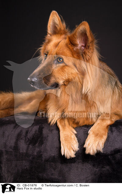 Harz Fox in studio / CB-01876