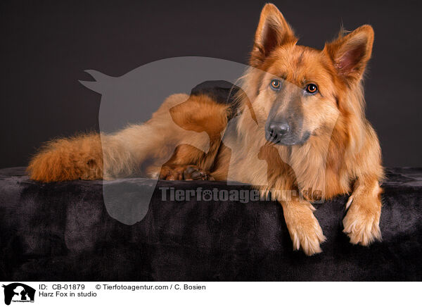 Harz Fox in studio / CB-01879