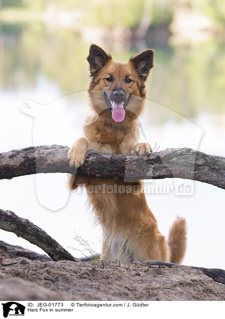 Harz Fox in summer / JEG-01773