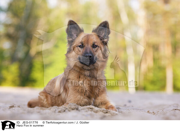 Harz Fox in summer / JEG-01776