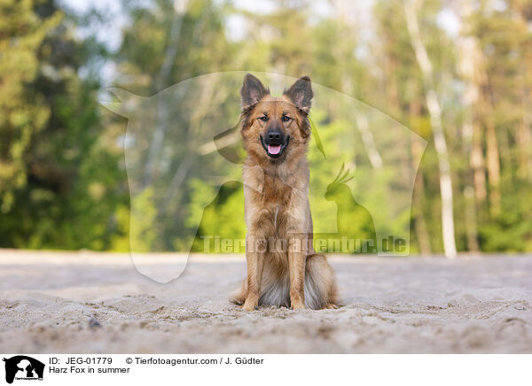 Harz Fox in summer / JEG-01779