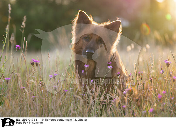 Harz Fox in summer / JEG-01783