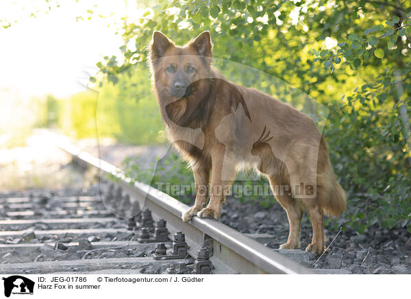 Harz Fox in summer / JEG-01786