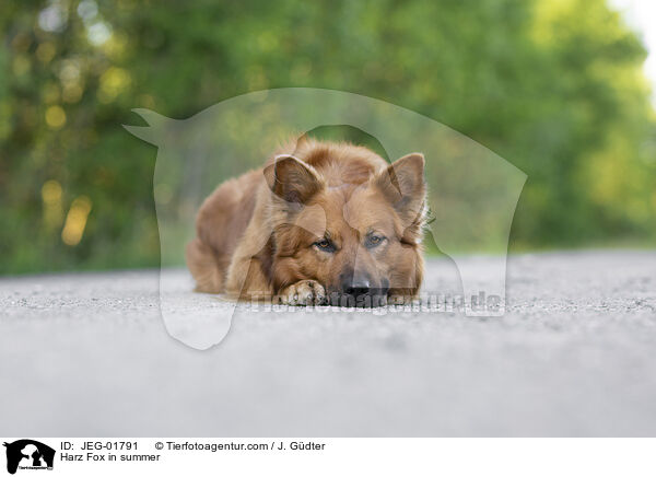 Harzer Fuchs im Sommer / Harz Fox in summer / JEG-01791