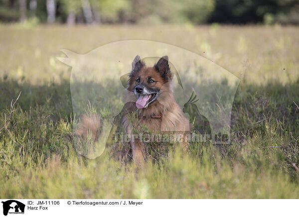 Harz Fox / JM-11106