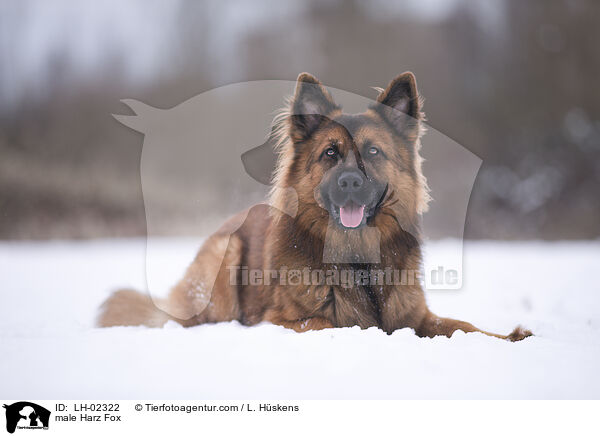 male Harz Fox / LH-02322