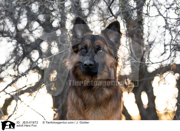 adult Harz Fox / JEG-01872