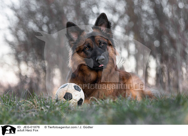 adult Harz Fox / JEG-01876