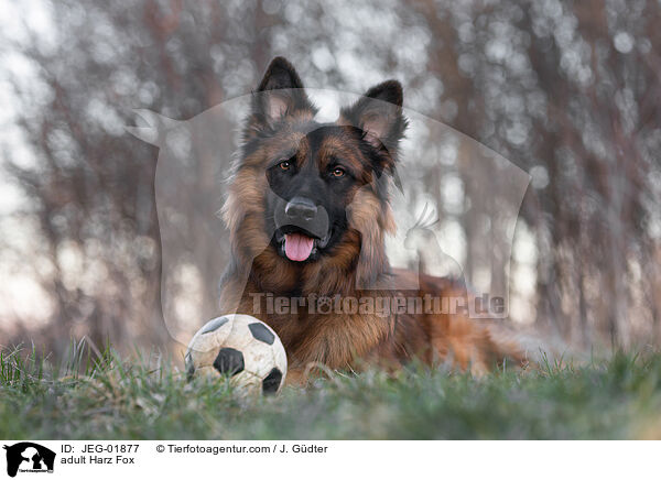 adult Harz Fox / JEG-01877