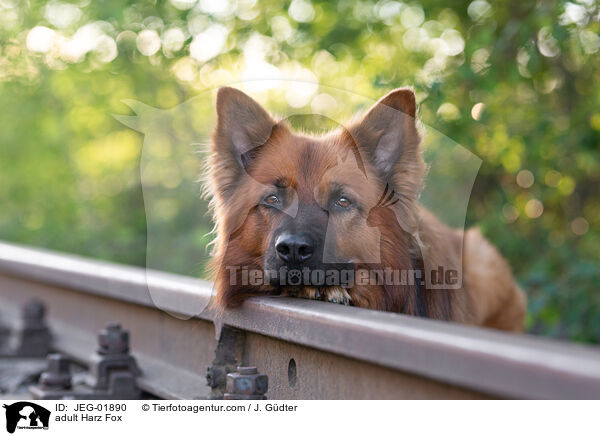 adult Harz Fox / JEG-01890