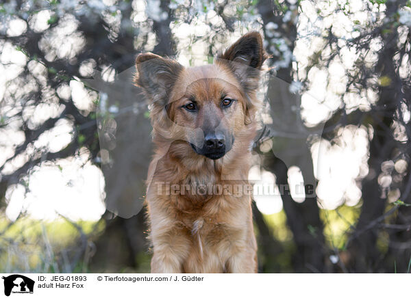 adult Harz Fox / JEG-01893