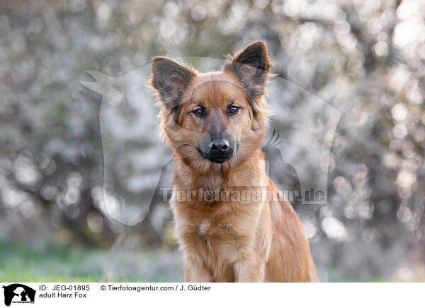 adult Harz Fox / JEG-01895