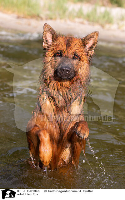 adult Harz Fox / JEG-01946