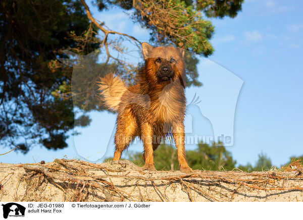 adult Harz Fox / JEG-01980