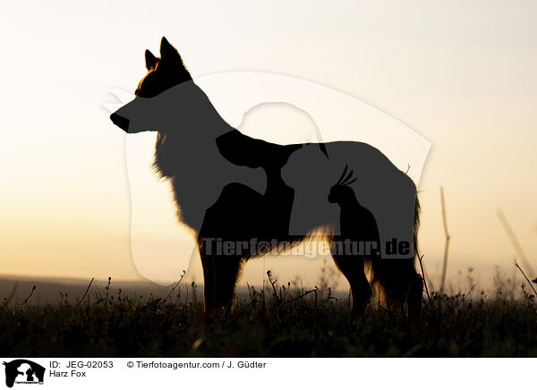 Harz Fox / JEG-02053